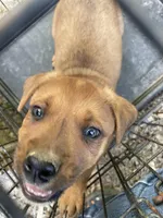 Male 3, a male American Bulldog and Rottweiler for sale in Falls Church, VA – Photo 2 of 4