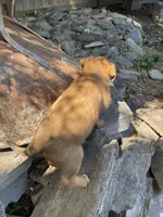 Male 3, a male American Bulldog and Rottweiler for sale in Falls Church, VA – Photo 4 of 4