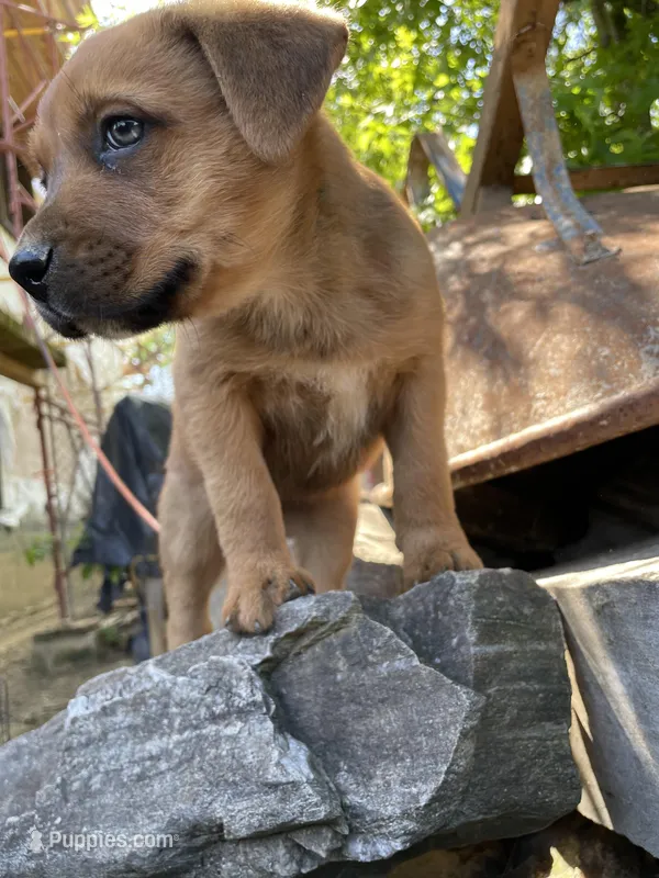 Male 3 – American Bulldog, Rottweiler puppy for sale in Falls Church, VA