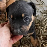 Lil sweetheart , a female American Bulldog and Rottweiler for sale in Falls Church, VA – 2 of 6
