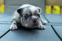 Buckwheat , a male Frenchton for sale in Washington Court House, OH – 3 of 3