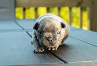 Spanky, a male Frenchton for sale in Washington Court House, OH – 3 of 3