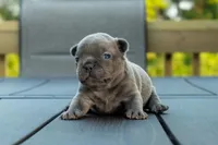 Spanky, a male Frenchton for sale in Washington Court House, OH – 2 of 3