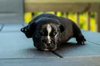 Alfalfa, a female Frenchton for sale in Washington Court House, OH – 3 of 3