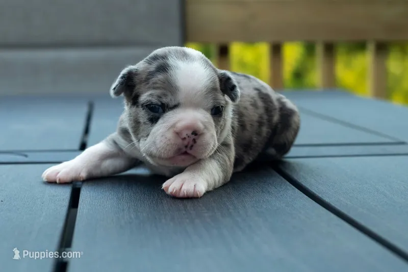Darla – Frenchton puppy for sale in Washington Court House, OH