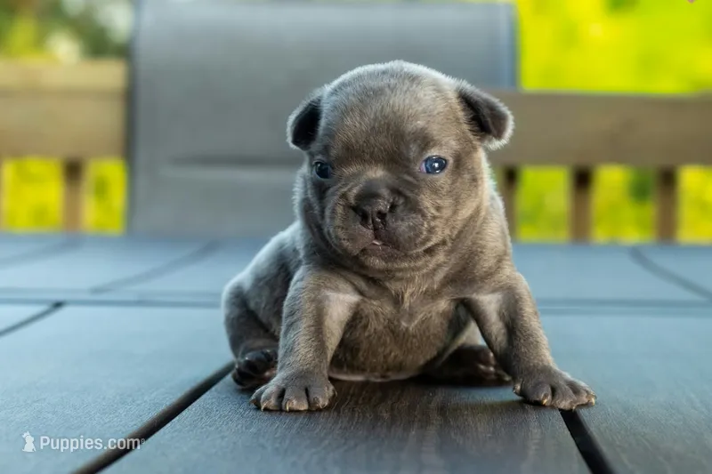 Spanky – Frenchton puppy for sale in Washington Court House, OH