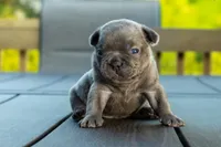 Spanky, a male Frenchton for sale in Washington Court House, OH – 1 of 3