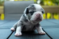 Darla, a female Frenchton for sale in Washington Court House, OH – 3 of 3