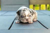 Buckwheat , a male Frenchton for sale in Washington Court House, OH – 2 of 3