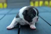 Froggy, a female Frenchton for sale in Washington Court House, OH – 2 of 3