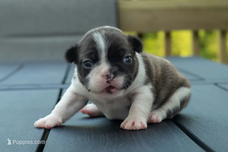 Froggy – Frenchton puppy for sale in Washington Court House, OH