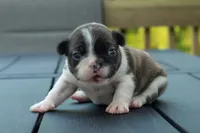 Froggy, a female Frenchton for sale in Washington Court House, OH – 1 of 3