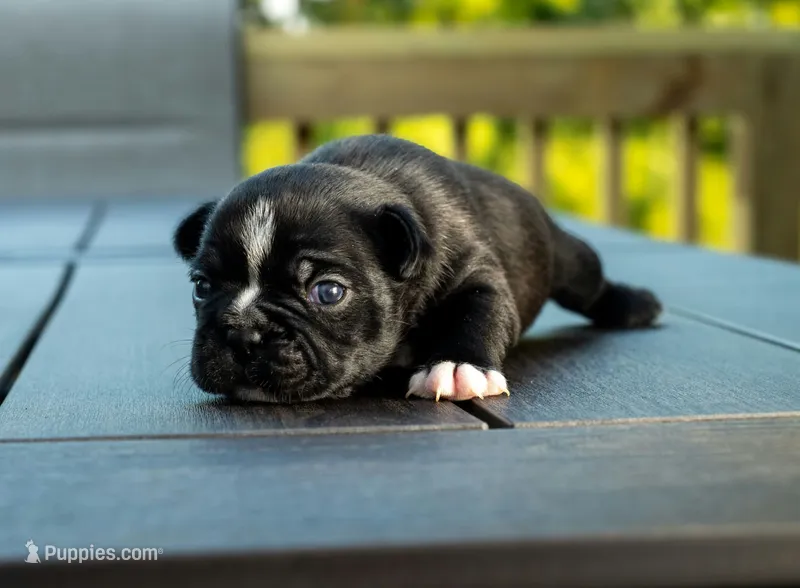 Alfalfa – Frenchton puppy for sale in Washington Court House, OH