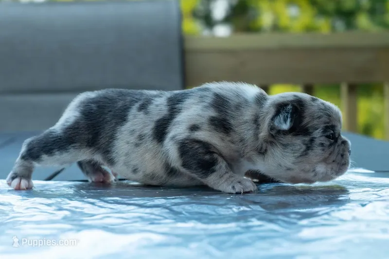 Buckwheat  – Frenchton puppy for sale in Washington Court House, OH