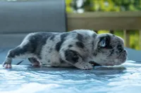 Buckwheat , a male Frenchton for sale in Washington Court House, OH – 1 of 3