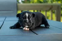 Alfalfa, a female Frenchton for sale in Washington Court House, OH – 2 of 3