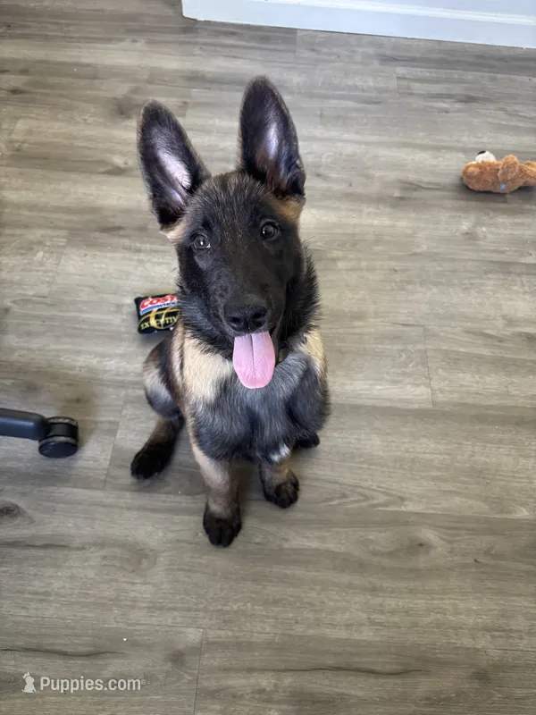 Tank – Belgian Malinois puppy for sale in Mesa, AZ
