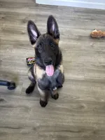 Tank, a male Belgian Malinois for sale in Mesa, AZ – 1 of 2