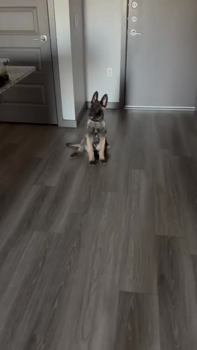 Tank, a male Belgian Malinois for sale in Mesa, AZ – 2 of 2