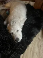 processed/dd36e1b5-6164-4f22-b990-d79d02360a0d/listing/a86aa82a-e7c7-480a-a121-1257fdbdf2da/3cf2323b-a11c-462f-9a62-a21e3f9a362d