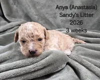 Anya (Anastasia), a female Cavapoo and Poodle - Toy  for sale in Beavercreek, OR – 2 of 4