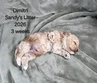 Dimitri, a male Cavapoo and Poodle - Toy  for sale in Beavercreek, OR – 2 of 4