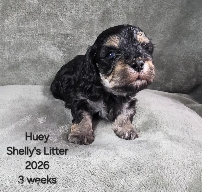 Huey – Cavapoo, Poodle - Toy  puppy for sale in Beavercreek, OR
