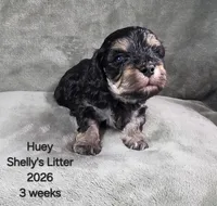 Huey, a male Cavapoo and Poodle - Toy  for sale in Beavercreek, OR – 1 of 4