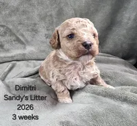 Dimitri, a male Cavapoo and Poodle - Toy  for sale in Beavercreek, OR – 3 of 4
