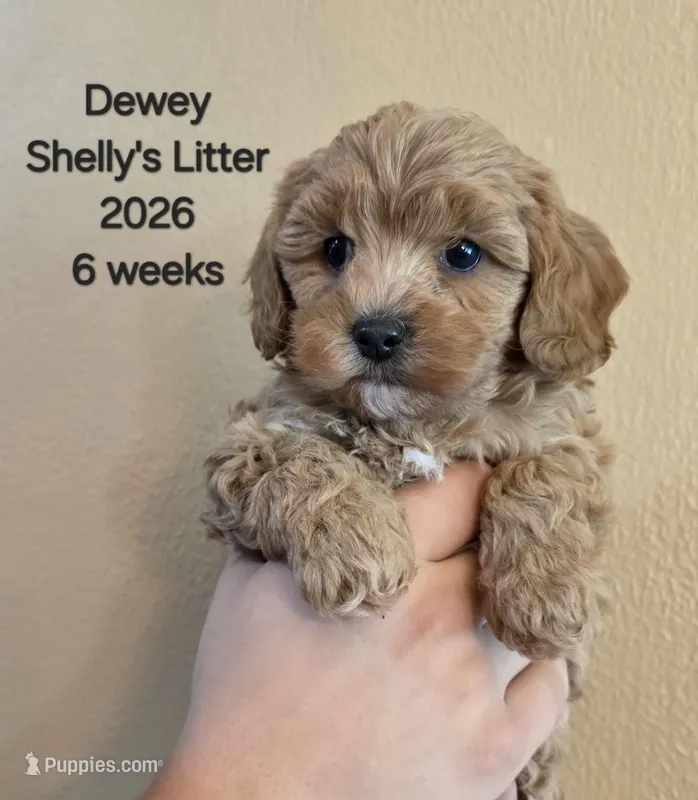 Dewey F1b Cavapoo – Cavapoo puppy for sale in Beavercreek, OR