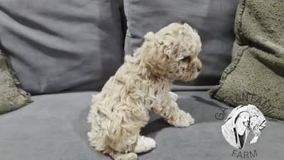 Dimitri F1b Cavapoo, a male Cavapoo for sale in Beavercreek, OR – 6 of 6