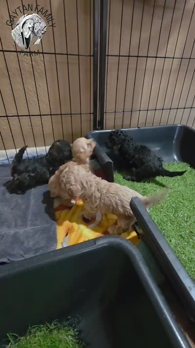 Huey F1b Cavapoo, a male Cavapoo for sale in Beavercreek, OR – 5 of 6