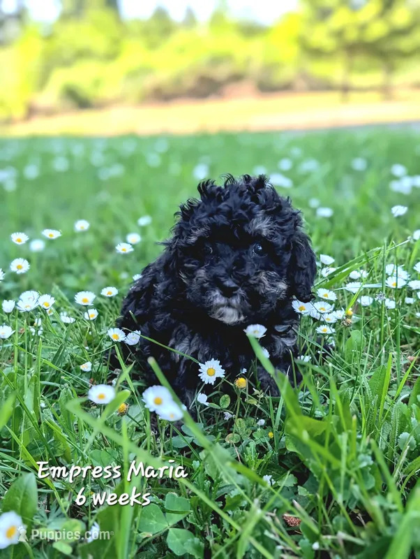 Empress Maria F1b Cavapoo – Cavapoo puppy for sale in Beavercreek, OR