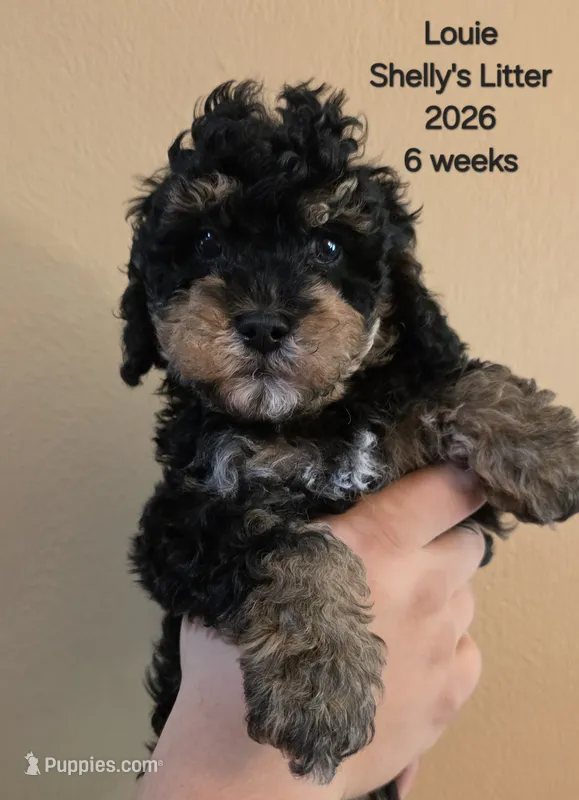 Louie F1b Cavapoo – Cavapoo puppy for sale in Beavercreek, OR