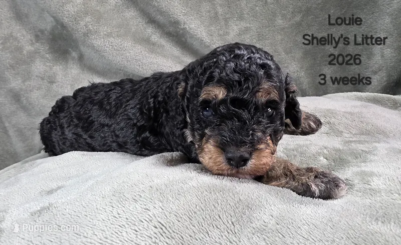Louie – Cavapoo, Poodle - Toy  puppy for sale in Beavercreek, OR