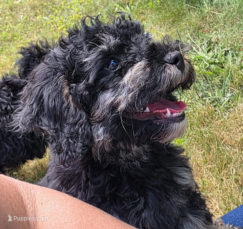 Empress Maria F1b Cavapoo – Cavapoo puppy for sale in Beavercreek, OR