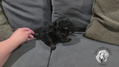 Empress Maria F1b Cavapoo, a female Cavapoo for sale in Beavercreek, OR – 6 of 6