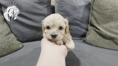 Vlad F1b Cavapoo, a male Cavapoo for sale in Beavercreek, OR – 6 of 6