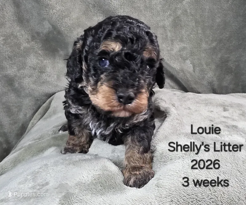 Louie – Cavapoo, Poodle - Toy  puppy for sale in Beavercreek, OR