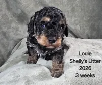 Louie, a male Cavapoo and Poodle - Toy  for sale in Beavercreek, OR – 1 of 4