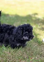 Empress Maria F1b Cavapoo, a female Cavapoo for sale in Beavercreek, OR – 3 of 8