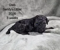 Gleb, a male Cavapoo and Poodle - Toy  for sale in Beavercreek, OR – 2 of 4