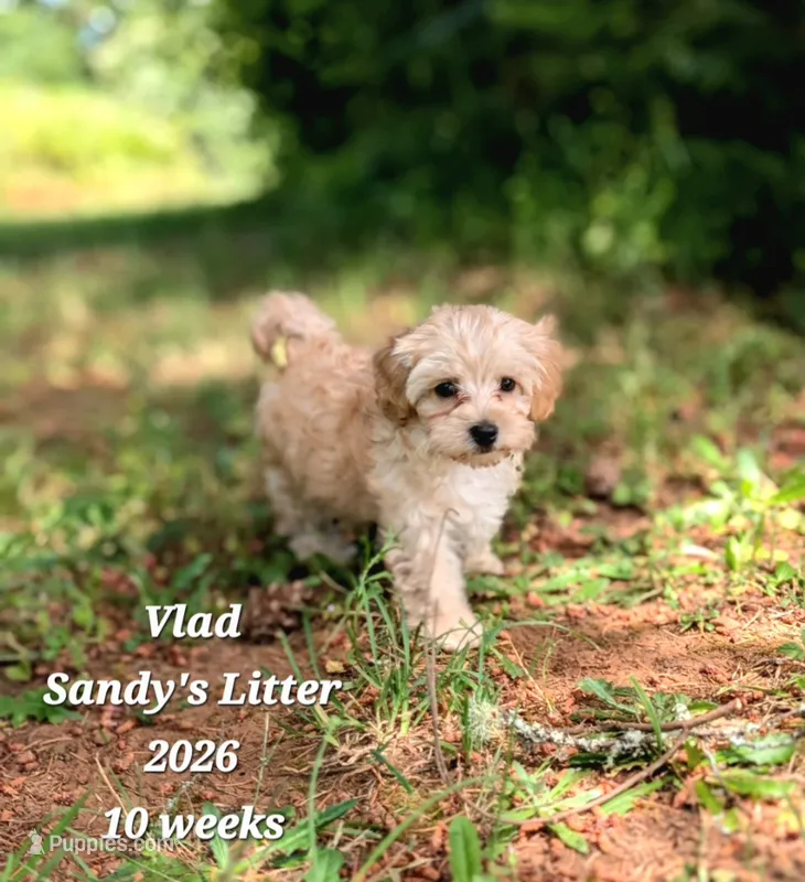 Vlad F1b Cavapoo – Cavapoo puppy for sale in Beavercreek, OR