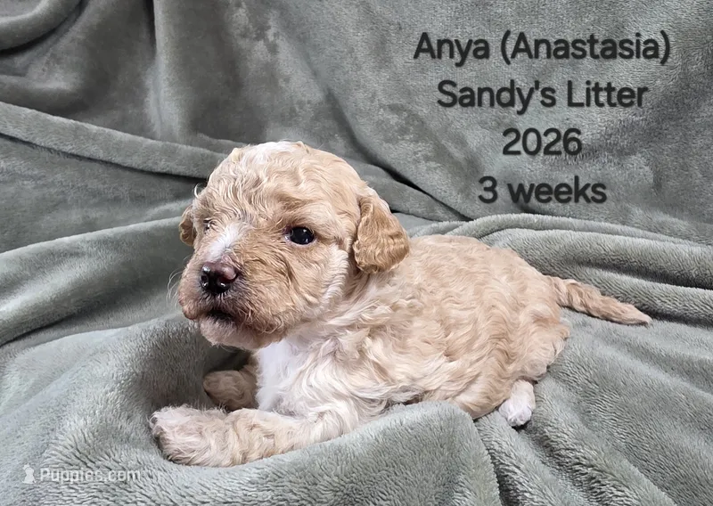 Anya (Anastasia) – Cavapoo, Poodle - Toy  puppy for sale in Beavercreek, OR