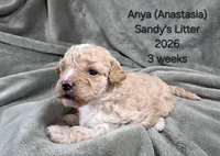 Anya (Anastasia), a female Cavapoo and Poodle - Toy  for sale in Beavercreek, OR – 1 of 4