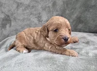 Dewey F1b Cavapoo, a male Cavapoo for sale in Beavercreek, OR – 3 of 6