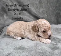 Anya (Anastasia), a female Cavapoo and Poodle - Toy  for sale in Beavercreek, OR – 3 of 4