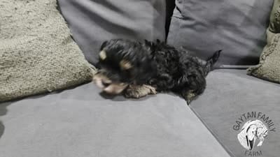 Huey F1b Cavapoo, a male Cavapoo for sale in Beavercreek, OR – 6 of 6