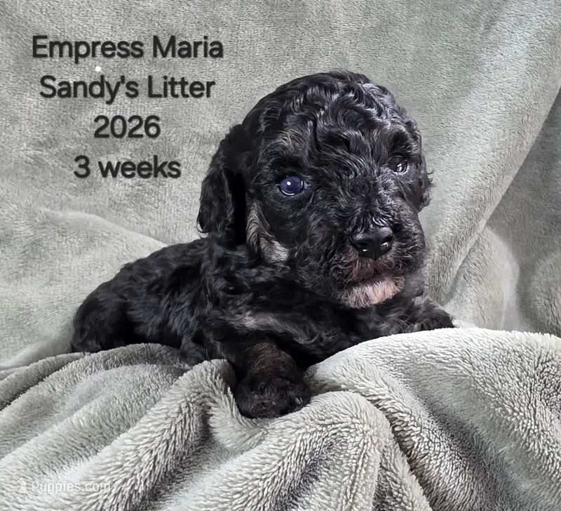 Empress Maria – Cavapoo, Poodle - Toy  puppy for sale in Beavercreek, OR