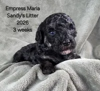 Empress Maria, a female Cavapoo and Poodle - Toy  for sale in Beavercreek, OR – 1 of 4
